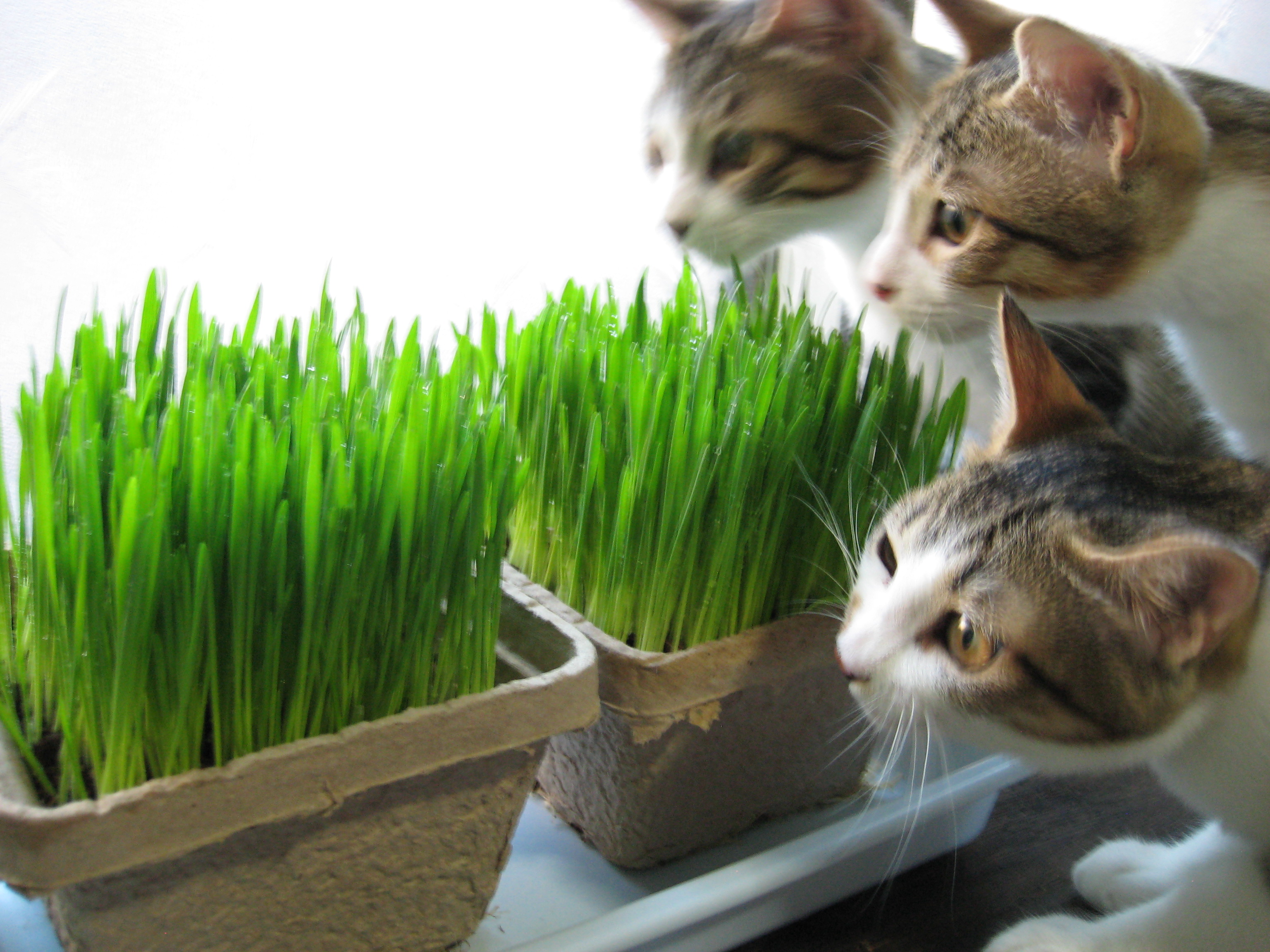 ネコ草 僕と子猫と母猫の日記